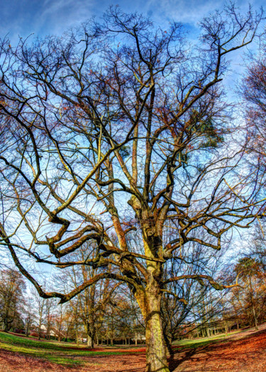 Photographie intitulée "arbre 13" par Bulimages, Œuvre d'art originale