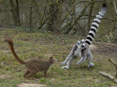 Photographie intitulée "lemuriens-6.jpg" par Bulimages, Œuvre d'art originale