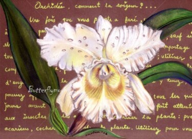 Drawing titled "orchidée 'Queen sir…" by Butterflymoon, Original Artwork