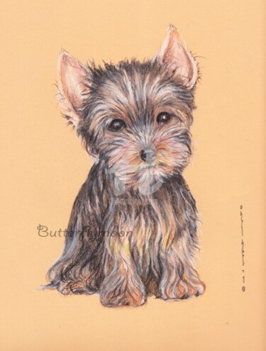Drawing titled "Yorkshire Terrier" by Butterflymoon, Original Artwork