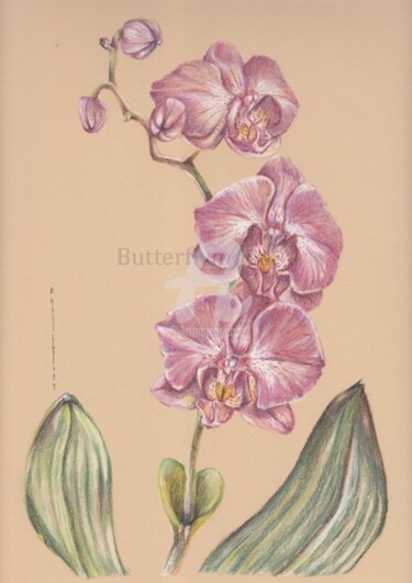 Drawing titled "Orchidée pastel" by Butterflymoon, Original Artwork