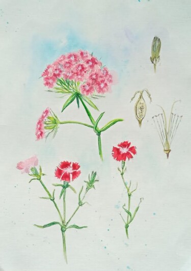 Dessin intitulée "Flower anatomy" par By Tata, Œuvre d'art originale, Aquarelle