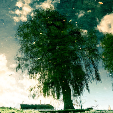 Photographie intitulée "Tree one -S2" par C_cil, Œuvre d'art originale