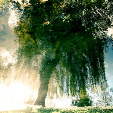 Photographie intitulée "Tree four -S2" par C_cil, Œuvre d'art originale