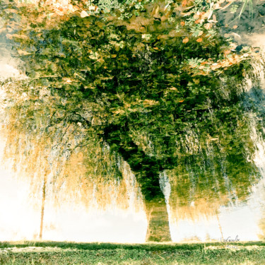 Photographie intitulée "Tree eight -S2" par C_cil, Œuvre d'art originale