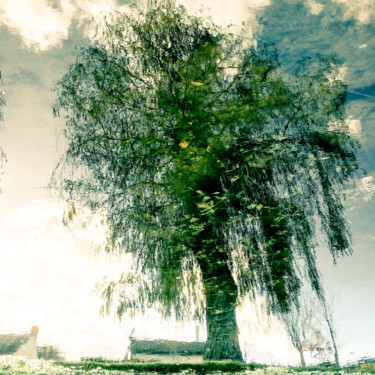 Photographie intitulée "Tree twelve -S2" par C_cil, Œuvre d'art originale