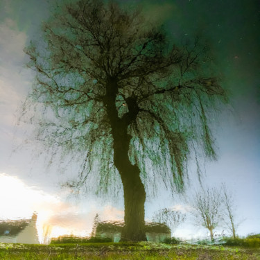 Photographie intitulée "Tree two -S3" par C_cil, Œuvre d'art originale