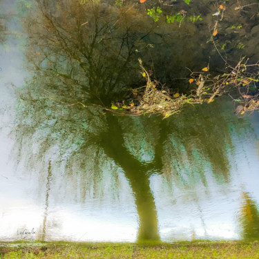 Photographie intitulée "Tree three -S3" par C_cil, Œuvre d'art originale