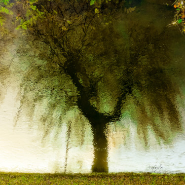 Photography titled "Tree six -S3" by C_cil, Original Artwork