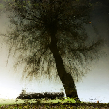 Photography titled "Tree eight -S3" by C_cil, Original Artwork