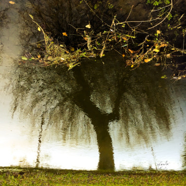 Photography titled "Tree twelve -S3" by C_cil, Original Artwork
