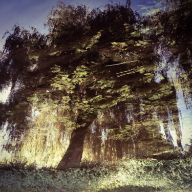 Photographie intitulée "Tree five -S4" par C_cil, Œuvre d'art originale