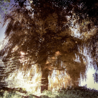 Photographie intitulée "Tree six -S4" par C_cil, Œuvre d'art originale