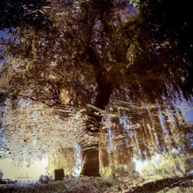 Photographie intitulée "Tree eleven -S4" par C_cil, Œuvre d'art originale