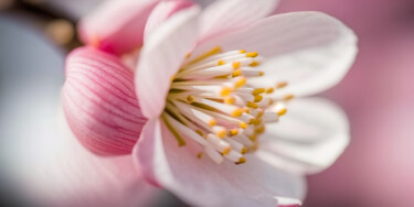 Цифровое искусство под названием "Sakura Bloom" - C.Moonheart, Подлинное произведение искусства, Изображение, сгенерированно…