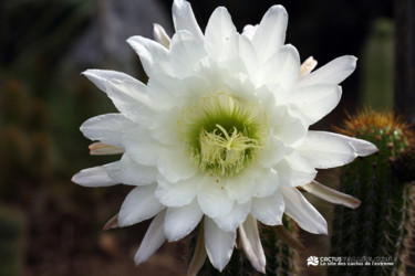 Photographie intitulée "Sans titre" par Cactus Vallee, Œuvre d'art originale
