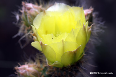 Photographie intitulée "Sans titre" par Cactus Vallee, Œuvre d'art originale