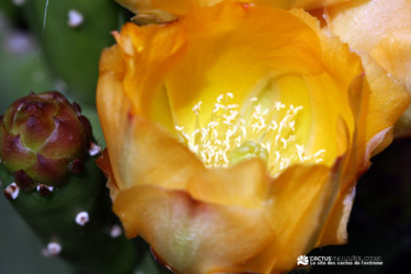 Photographie intitulée "Opuntia Paraguayens…" par Cactus Vallee, Œuvre d'art originale