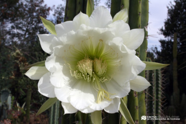 Photographie intitulée "Sans titre" par Cactus Vallee, Œuvre d'art originale, Photographie numérique