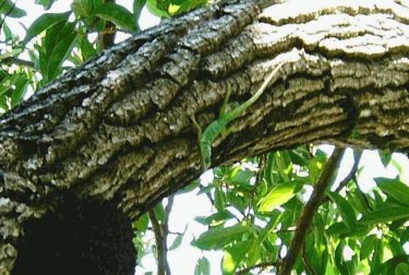 Arts numériques intitulée "avocatier" par Flavien Caloc, Œuvre d'art originale