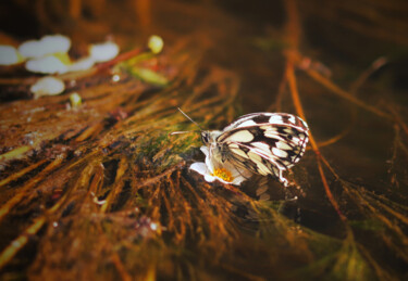 Photography titled "Papillon sur l'eau" by Camély, Original Artwork, Digital Photography