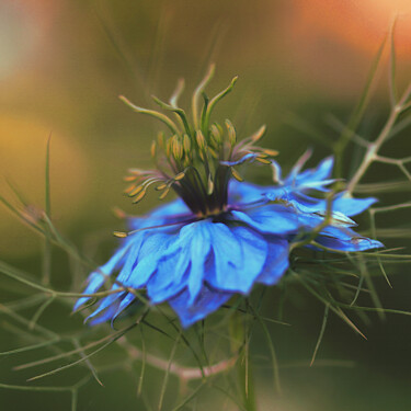 Fotografía titulada "Cheveux de Vénus(Ni…" por Camély, Obra de arte original, Fotografía digital