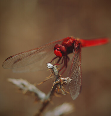 Photographie intitulée "Petite libellule ro…" par Camély, Œuvre d'art originale, Photographie numérique