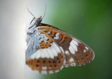 Fotografie mit dem Titel "Papillons au regard…" von Camély, Original-Kunstwerk, Digitale Fotografie Auf Aluminium montiert