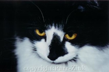 Photography titled "staring kitty" by Kathleen Zinkovitch, Original Artwork