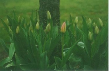 Photography titled "softness of spring" by Kathleen Zinkovitch, Original Artwork
