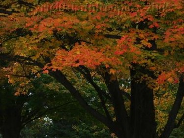 Photography titled "red autumn" by Kathleen Zinkovitch, Original Artwork