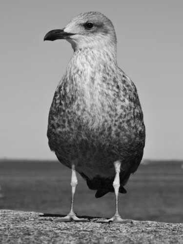 Photographie intitulée "Oiseau de mer" par Camille R., Œuvre d'art originale, Photographie numérique