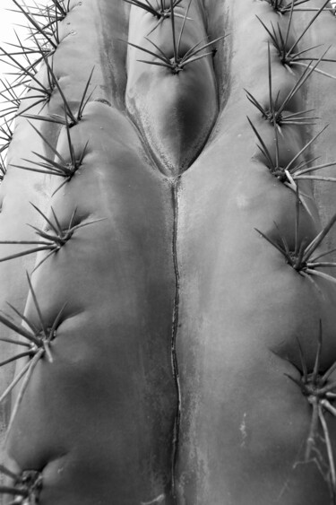 Photographie intitulée "Peau d'épines" par Camille R., Œuvre d'art originale, Photographie numérique