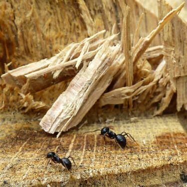 Photographie intitulée "Fourmis" par Camille R., Œuvre d'art originale, Photographie non manipulée