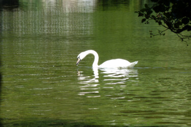 Photography titled "Le seigneur du lac" by Camille R., Original Artwork, Non Manipulated Photography