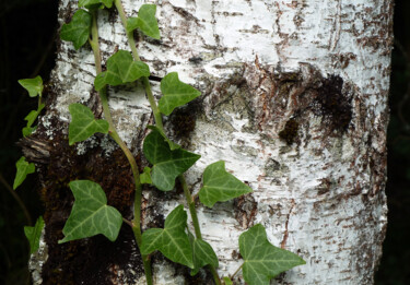 Fotografia zatytułowany „Etreinte” autorstwa Camille R., Oryginalna praca, Fotografia cyfrowa