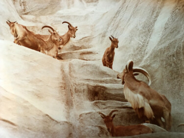 Fotografia intitulada "Equilibristes" por Camille R., Obras de arte originais, Fotografia de filme