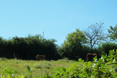 Photography titled "Jour d'été en Ardèc…" by Camille R., Original Artwork, Non Manipulated Photography