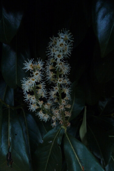 Photographie intitulée "Oeuvre au noir" par Camille R., Œuvre d'art originale, Photographie non manipulée