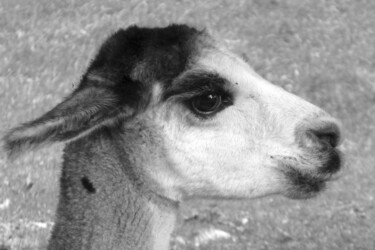 Photographie intitulée "Profil de lama" par Camille R., Œuvre d'art originale, Photographie non manipulée