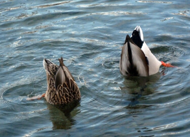 Photographie intitulée "Natation synchronis…" par Camille R., Œuvre d'art originale, Photographie numérique