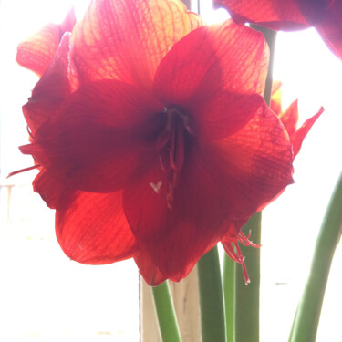 Photography titled "Amaryllis" by Camille R., Original Artwork, Non Manipulated Photography