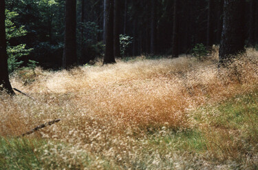 Photographie intitulée "Sous-bois" par Camille R., Œuvre d'art originale, Photographie argentique