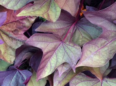 Photography titled "Feuilles mauves" by Camille R., Original Artwork, Non Manipulated Photography