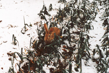 Fotografie getiteld "Lapin des neiges" door Camille R., Origineel Kunstwerk, Film fotografie