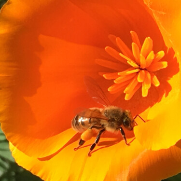 Photography titled "Pollen" by Camille R., Original Artwork, Non Manipulated Photography