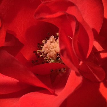 Photography titled "Rouge" by Camille R., Original Artwork, Non Manipulated Photography