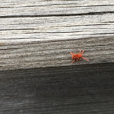 Fotografía titulada "Rouge minuscule" por Camille R., Obra de arte original, Fotografía digital