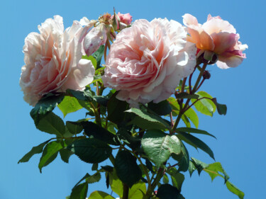 Fotografia zatytułowany „Roses” autorstwa Camille R., Oryginalna praca, Fotografia nie manipulowana