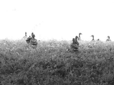 "Les canes" başlıklı Fotoğraf Camille R. tarafından, Orijinal sanat, Dijital Fotoğrafçılık